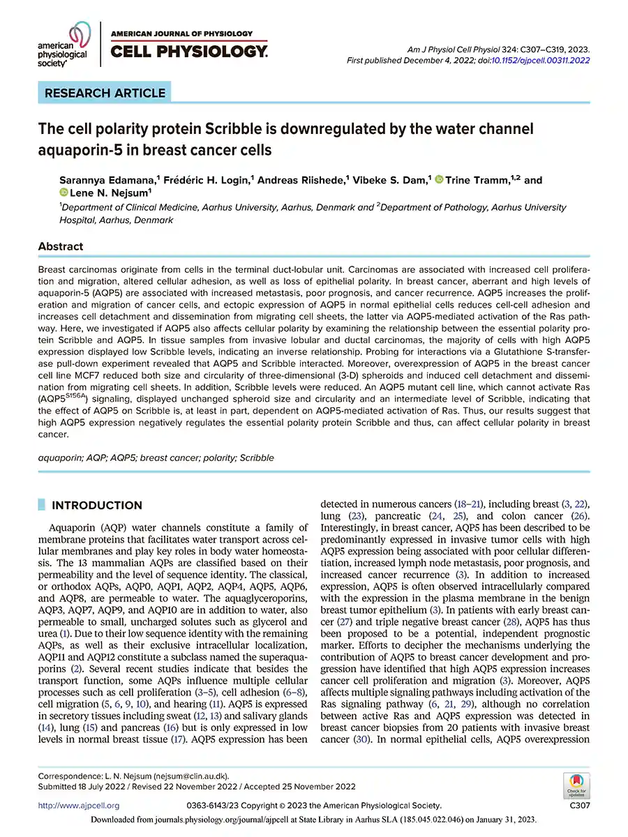 Forside af forskningsartikel om AQP5’s påvirkning af Scribble‑proteinet i brystkræftceller (Edamana et al., American Journal of Physiology - Cell Physiology, 2023)